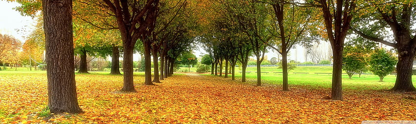 Road Covered With Autumn Leaves Ultra Background for U TV : Multi Display, Dual Monitor : Tablet : Smartphone, Plain Autumn HD wallpaper