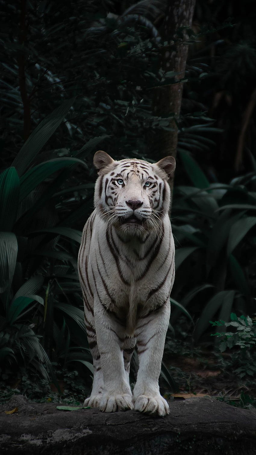 Tigre blanco [], arte del tigre blanco fondo de pantalla del teléfono