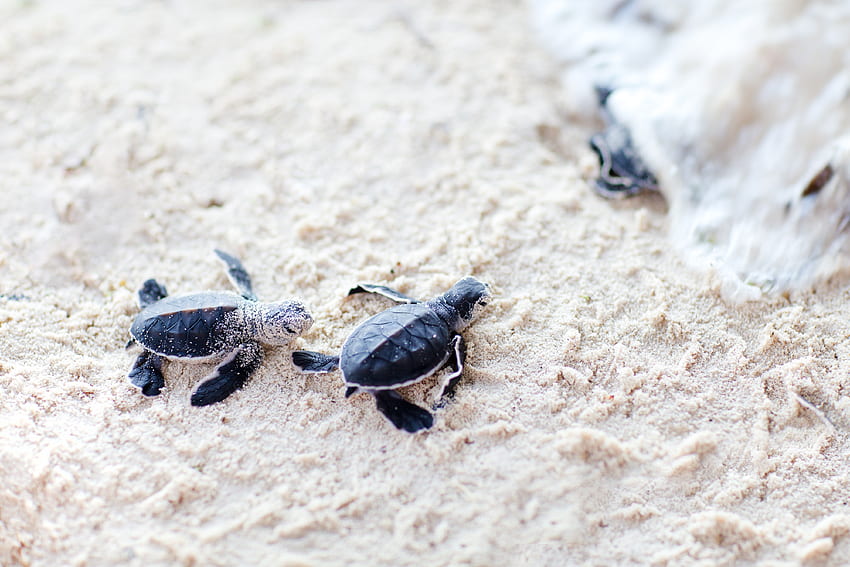 Cute, baby, turtles, sand HD wallpaper