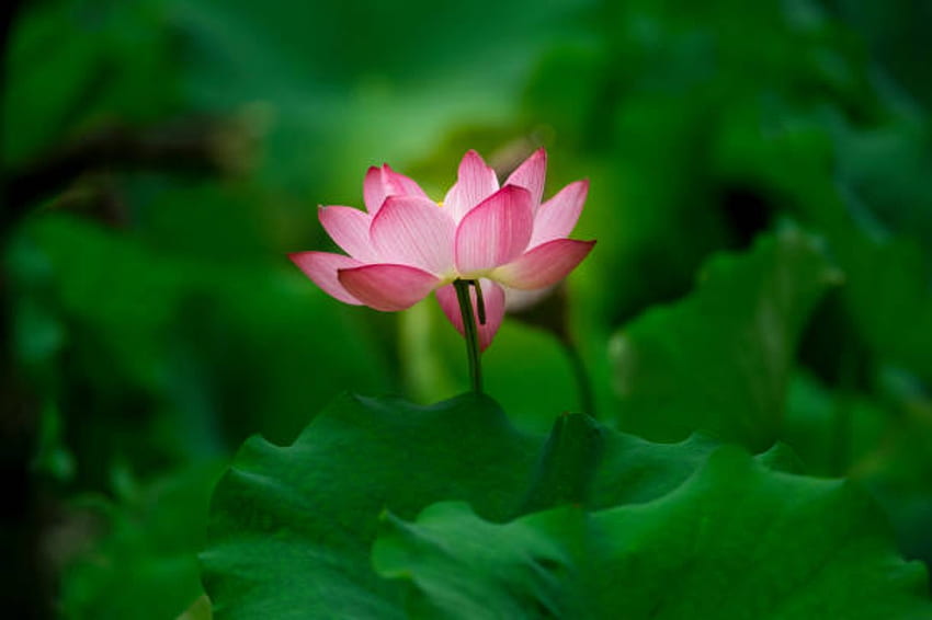 Pink Lotus, Lotus, Leaves, Pink, Flower HD wallpaper