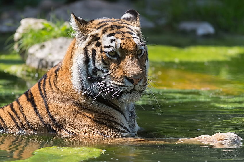 zwierzęta, woda, drapieżnik, tygrys, pływać, pływać Tapeta HD
