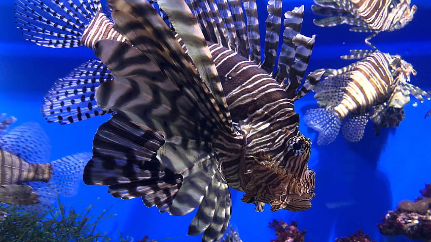 Ocean Life Fish HD wallpaper