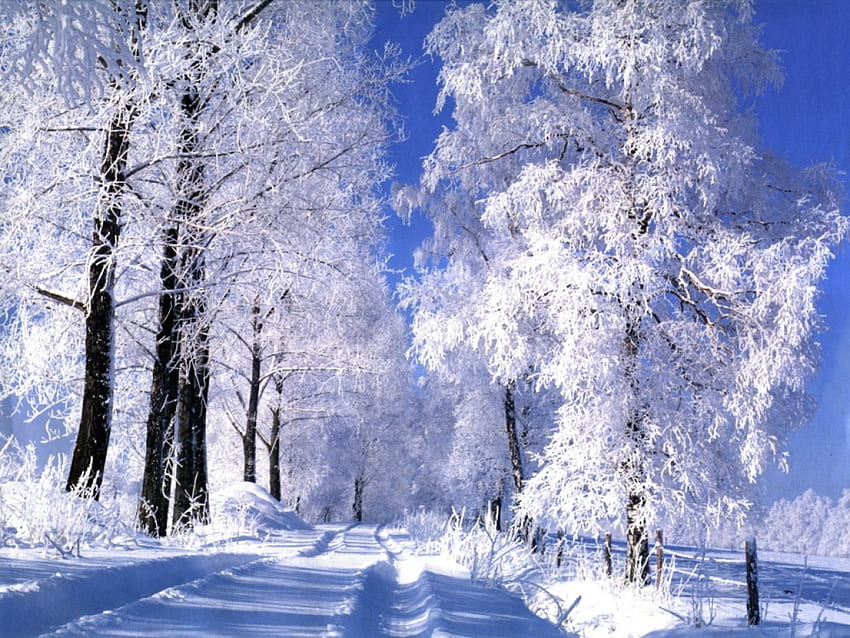 winter time, winter, white, snow, trees, road HD wallpaper