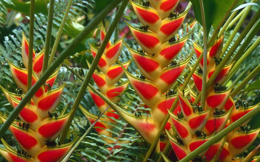 Heliconia HD wallpaper