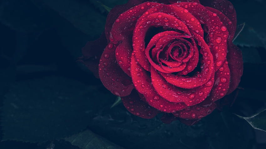 Piękna Pojedyncza Czerwona Róża Z Ciemnym Tłem - Nie, Ciemne Czerwone Róże Tapeta HD