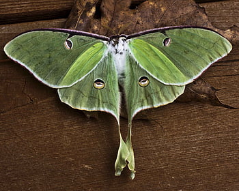 Luna Moth Illustration  Luna Moth Art Print  High West Wild