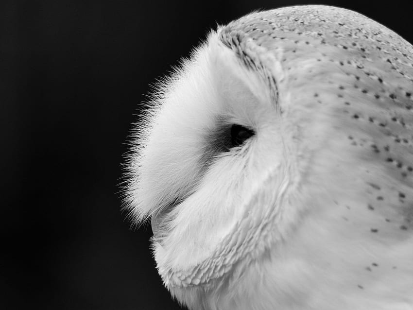 Closeup White Barn Owl . Closeup White Barn Owl Phone Background HD wallpaper