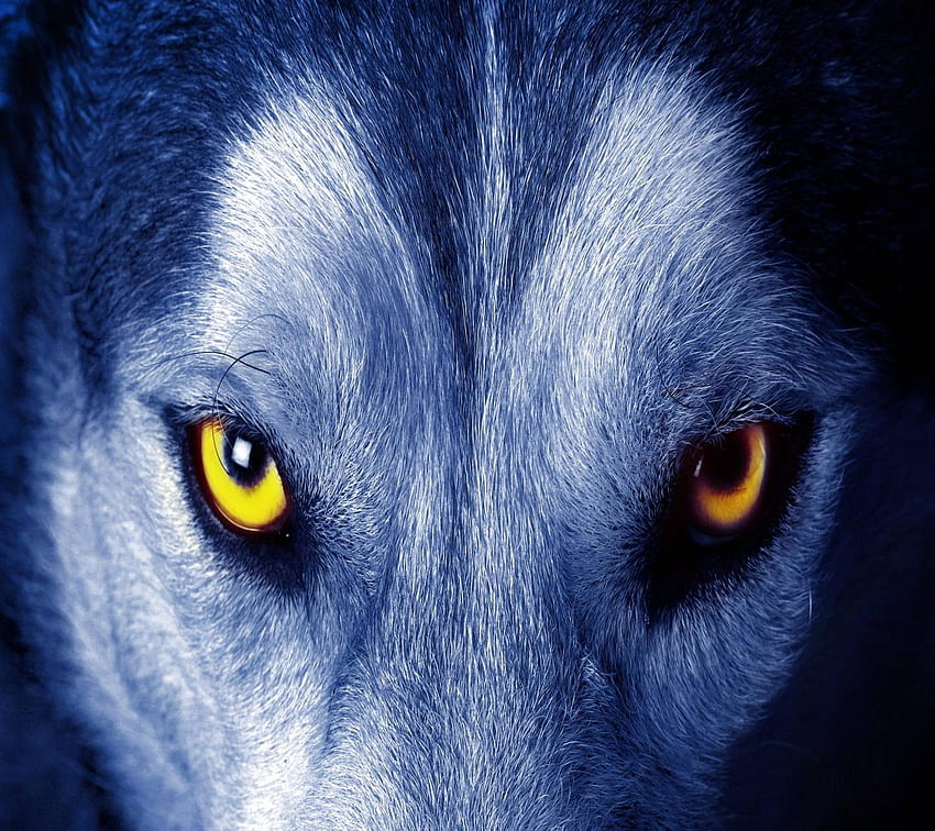 Blue Wolf Eyes, Dog Eyes HD wallpaper