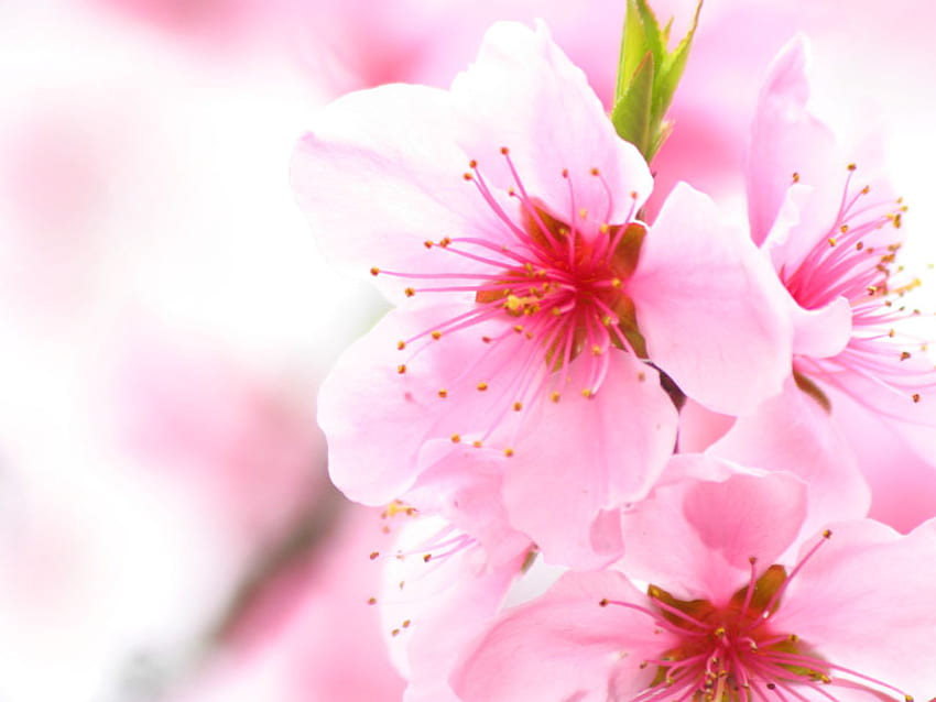 ดอกไม้สีชมพู สีชมพู ธรรมชาติ กลีบดอกไม้ ดอกไม้ วอลล์เปเปอร์ HD