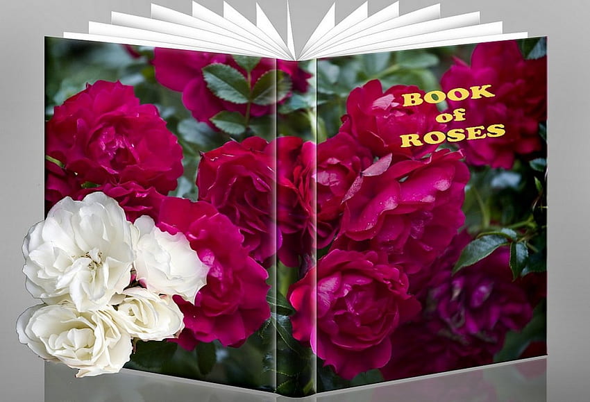 Book of roses, roses, 3d HD wallpaper
