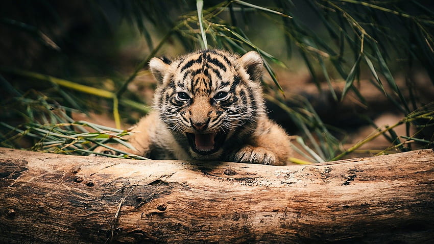 Cute Tiger Top Cute Tiger, Aesthetic Tiger HD wallpaper