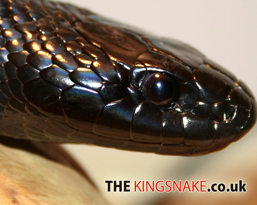 Raja Hitam MeksikoUlar, ular, hewan, ular raja, keren, reptil Wallpaper HD