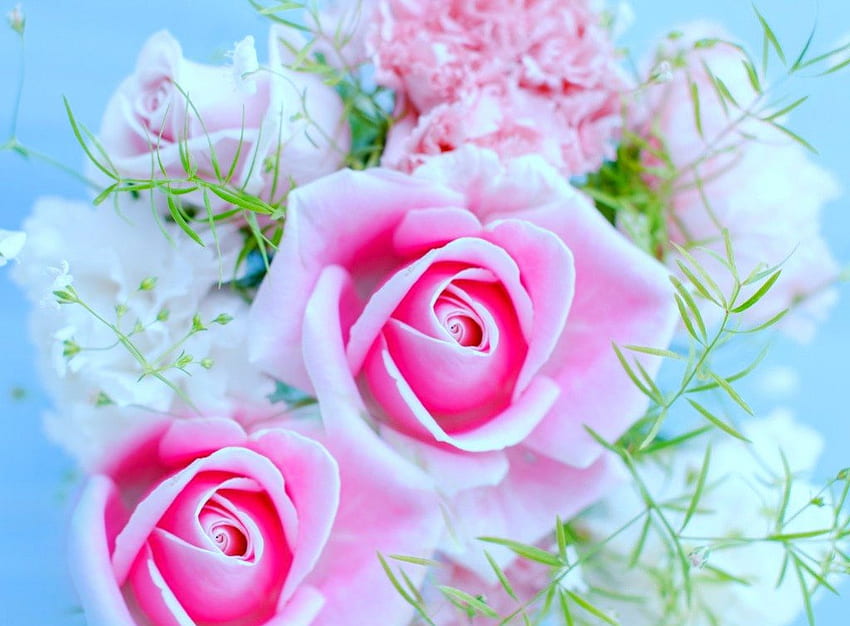 Pink rose, pink, flowers, roses, petals HD wallpaper