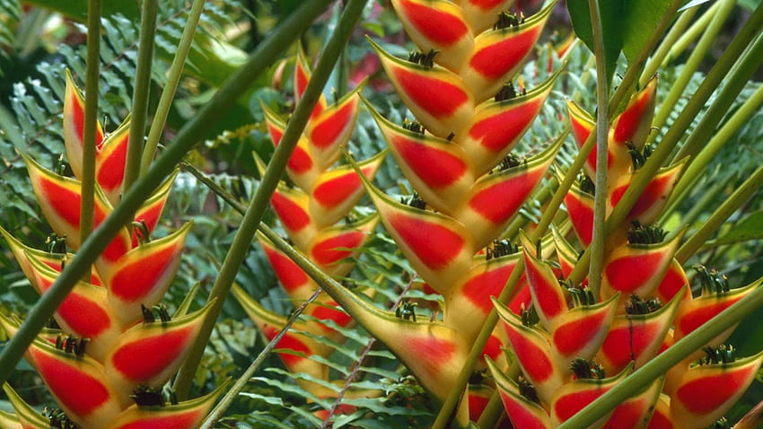 Heliconia HD wallpaper