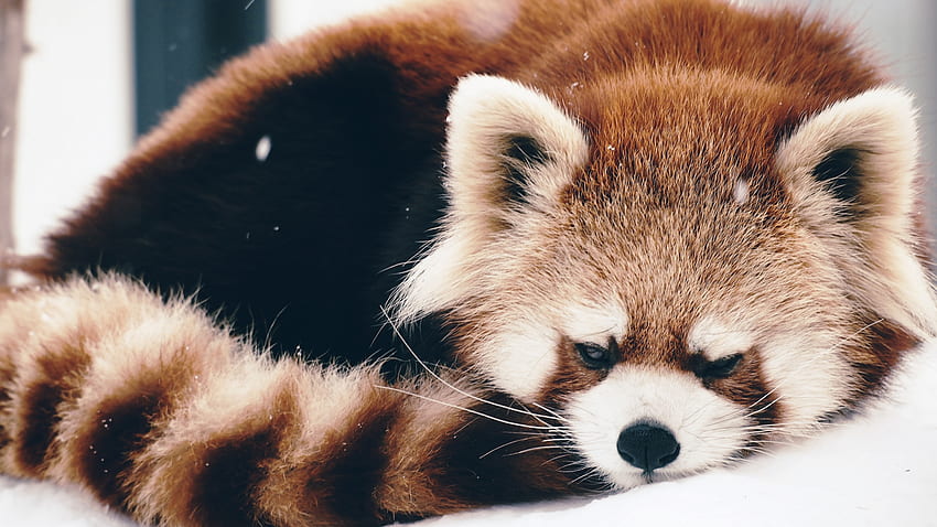 Full red panda sleepy cute, Background, Red Panda Kawaii HD wallpaper