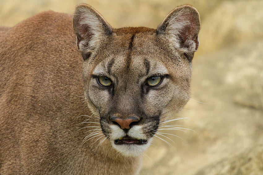 Cougar Background. Cougar , Cougar Woman and Cougar Klay Thompson, Puma Animal HD wallpaper