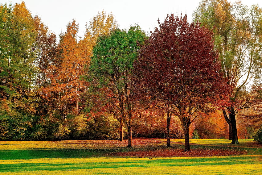 Nature, Trees, Autumn, Park, Foliage HD wallpaper