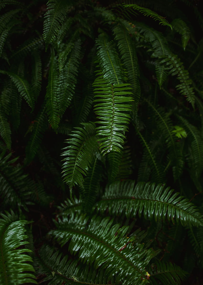 Nature, Leaves, Plant, Fern HD phone wallpaper | Pxfuel