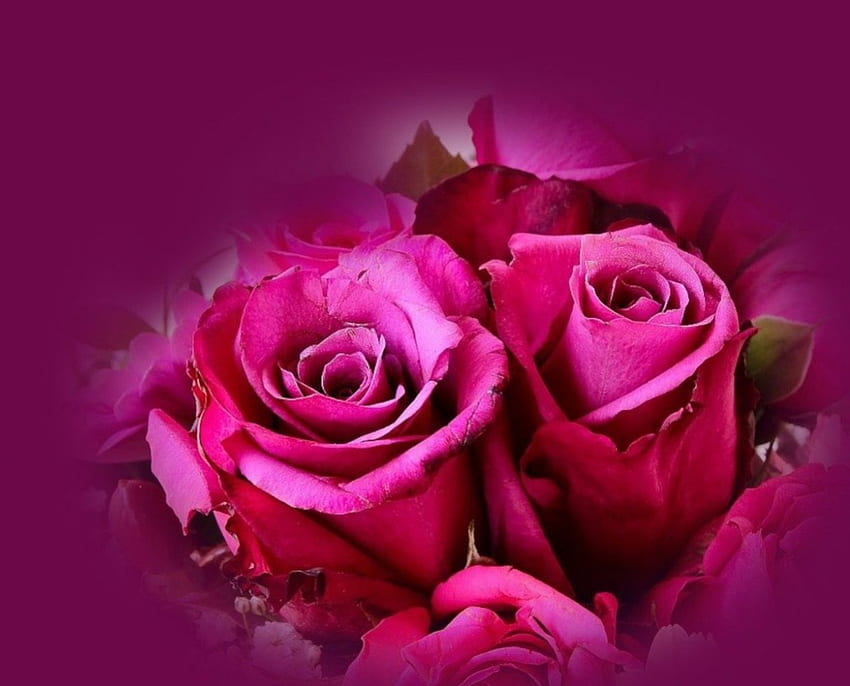 Bellezze rosa, rosa, rose, natura, fiori, macro Sfondo HD