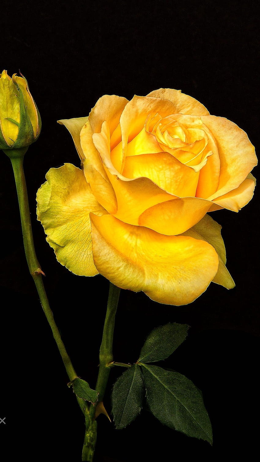 Yellow Rose, Beautiful, Yellow HD phone wallpaper