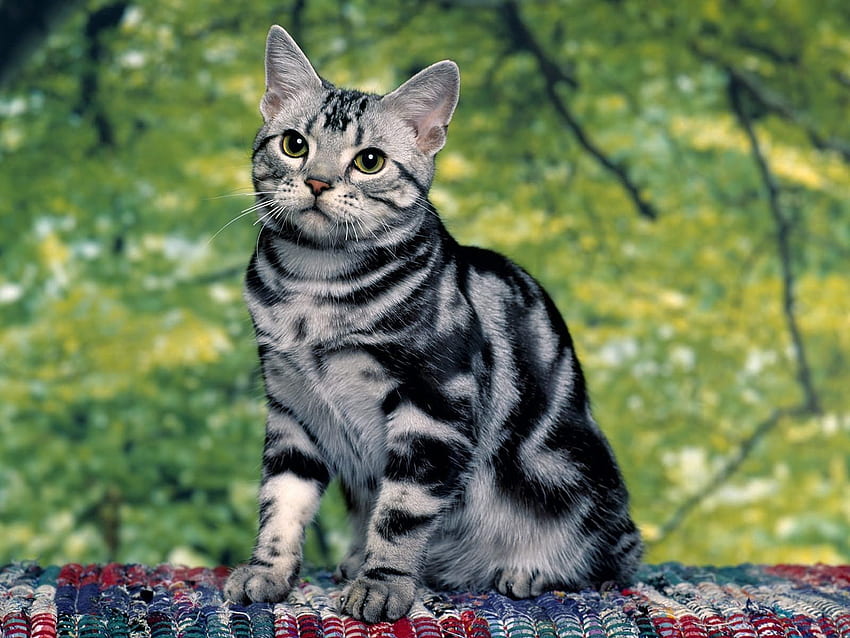 Animals, Sit, Kitty, Kitten, Striped HD wallpaper
