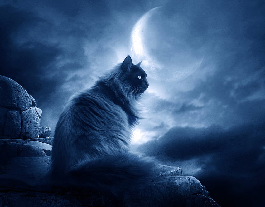 Cat, blue, black, moon HD wallpaper