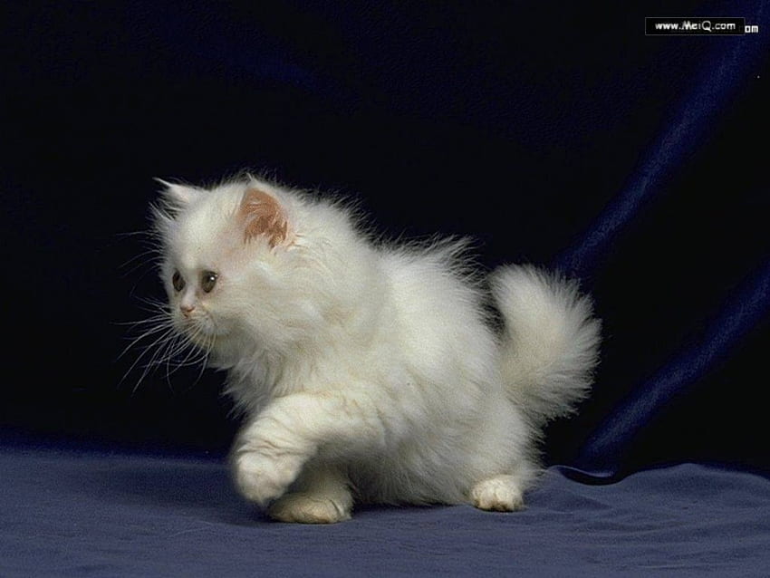 Cute and Fluffy, kitten, fluffy HD wallpaper
