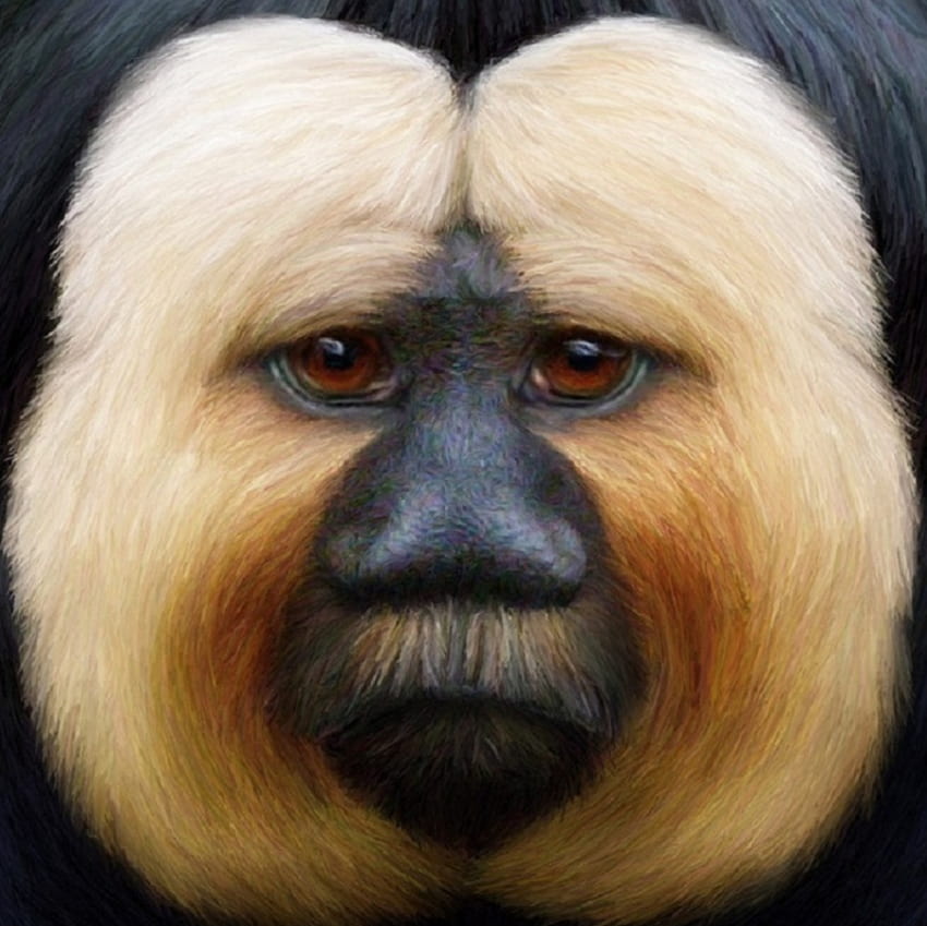 Saki dalla faccia bianca, animale, pelliccia, scimmia, faccia bianca, occhi, naso Sfondo HD