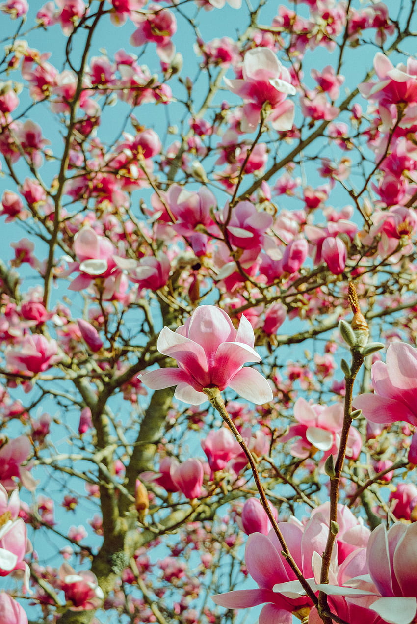 Flowers, Pink, Wood, Tree, Bloom, Flowering, Magnolia HD phone wallpaper