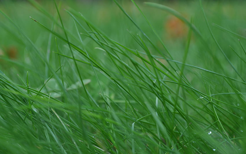 Gras, Makro, Stängel, Stiel, dünn, Wind, Biegung HD-Hintergrundbild
