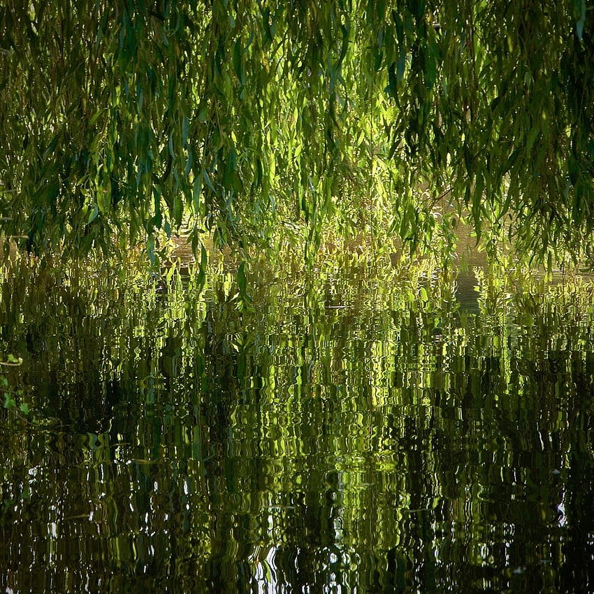 Weeping Willow HD phone wallpaper