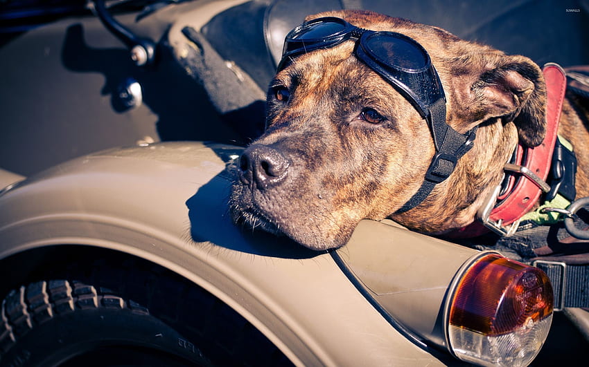 American Staffordshire Terrier - Zwierzę Tapeta HD