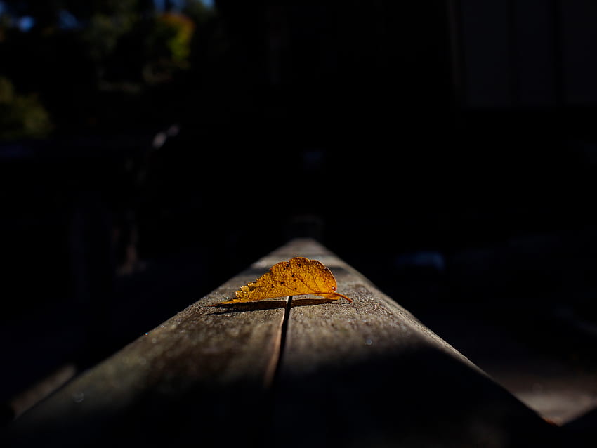 Herbst, Makro, Dunkel, Blatt, Blatt, Schatten HD-Hintergrundbild