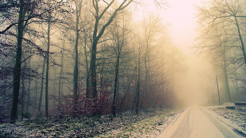 霧の天気, 道路, 霧がかかった, , 木 高画質の壁紙