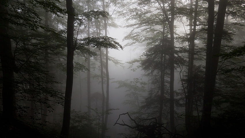 Foggy Forest -, Dark Misty Forest HD wallpaper | Pxfuel
