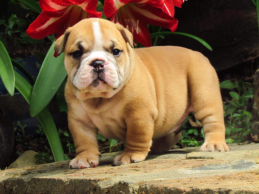 Baby Bulldogs, Cute English Bulldogs HD wallpaper | Pxfuel