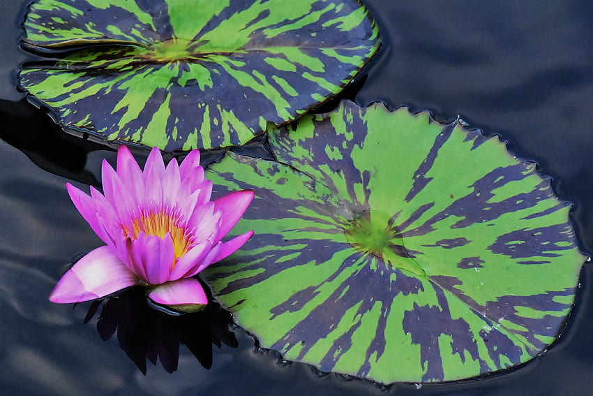 Water Lily และ Lily Pads Ultra พื้นหลัง วอลล์เปเปอร์ HD