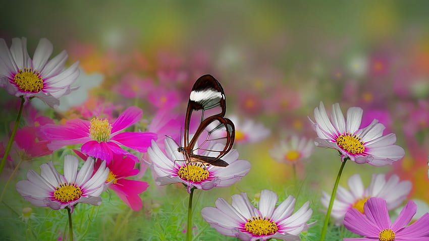 Simply Beautiful, butterfly, petals, nature, flowers, splendor HD wallpaper