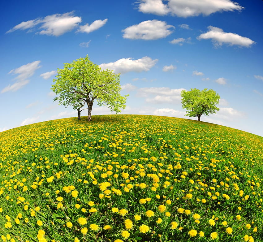 Lapangan Musim Semi, sinar matahari, lapangan, dandelion, padang rumput, musim semi, pohon Wallpaper HD