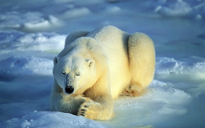 สัตว์ หิมะ นอนลง โกหก หมี หมีขั้วโลก การรอคอย ความคาดหวัง วอลล์เปเปอร์ HD