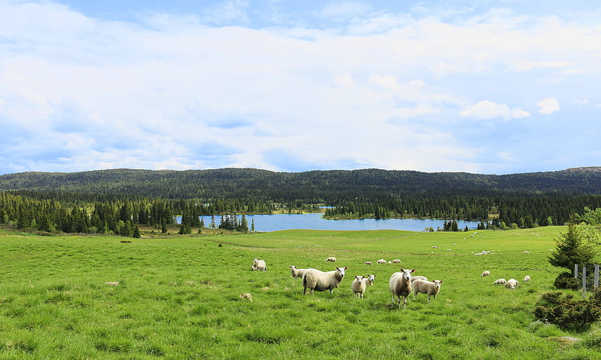 Schafe auf der grünen Wiese, grüne Weiden HD-Hintergrundbild