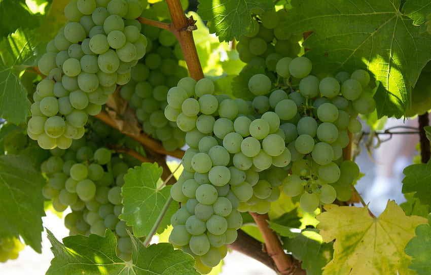 feuilles, branches, vert, baies, raisins, vignoble, grappes, vigne pour , section природа, Grape Vine Fond d'écran HD
