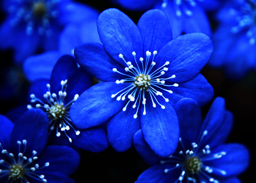 파란 꽃, 파랑, 흰색, 자연, 꽃 HD 월페이퍼