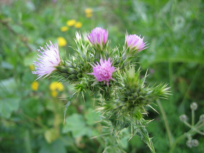 Schottische Distel, stachelig, dornig, lila Blume, wild, Distel HD-Hintergrundbild