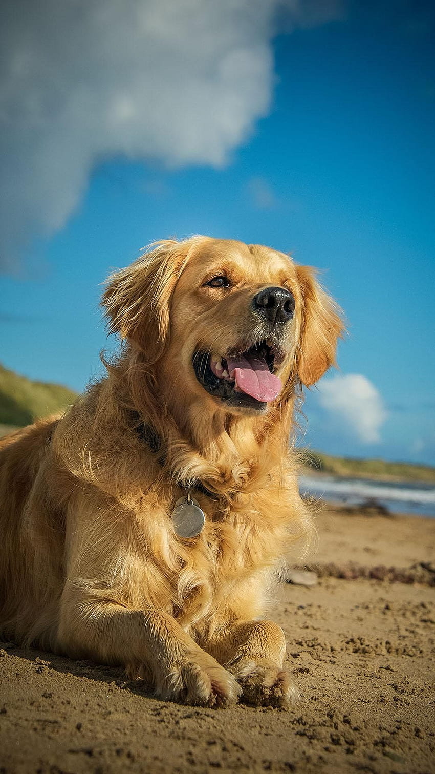 Golden Retriever 1080×1920 HD phone wallpaper | Pxfuel