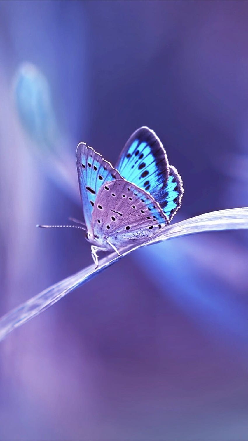 Butterfly. Butterfly iphone, Butterfly background, Purple butterfly, Beautiful Butterfly HD phone wallpaper