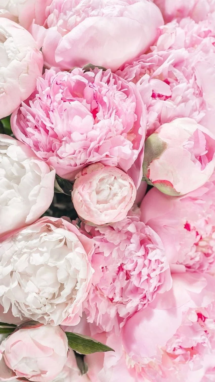 Pin von Lisa auf All things Pink. Blumen hintergrund iphone, Schöne blumen, Blumen hintergrund HD тапет за телефон