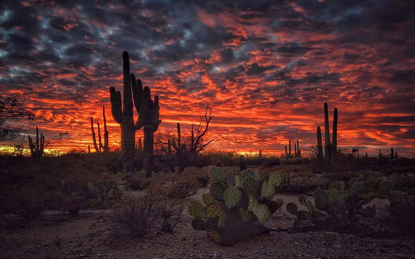 Тусон, Аризона, залез, пламтящ небесен пустинен пейзаж с кактус HD тапет
