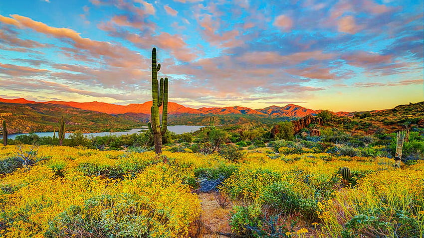 Lake Bartlett, Cave Creek, Arizona, clouds, desert, sky, flowers, sunset, usa, cactus HD wallpaper