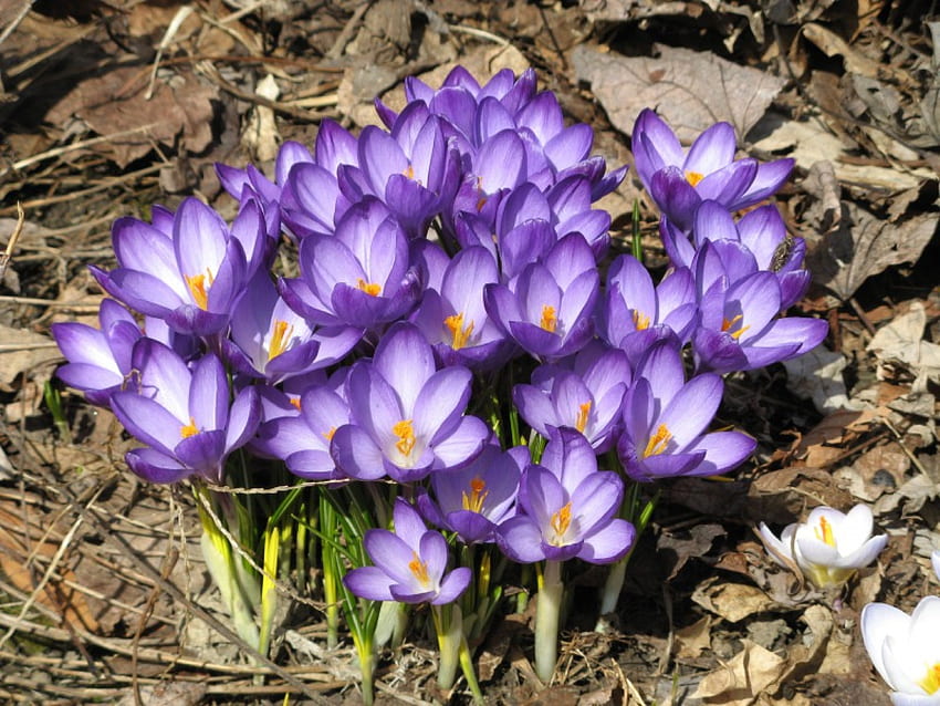 Croco viola, croco, fiore, bulbo fiorito, primavera, bulbo Sfondo HD